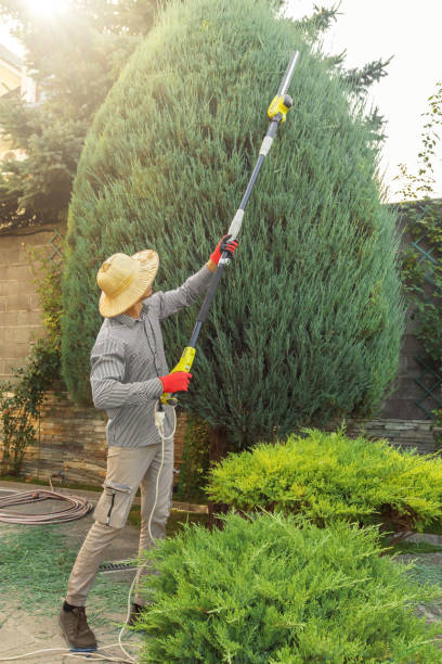 How Our Tree Care Process Works  in Newport, NC